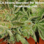 Top 50 Search THCA Strains By Google