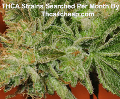 Top 50 Search THCA Strains By Google