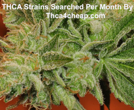 Top 50 Search THCA Strains By Google