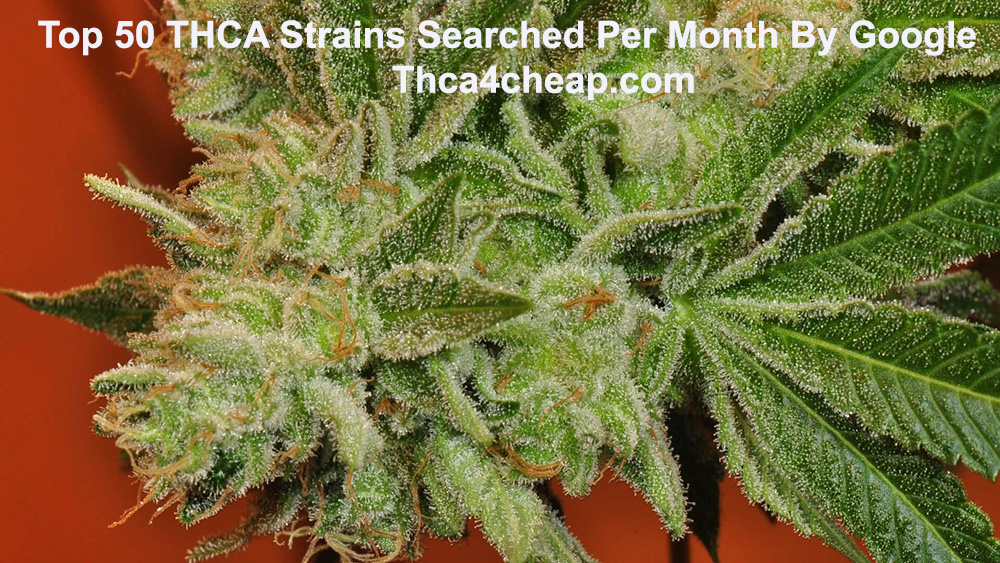 Top 50 Search THCA Strains By Google